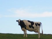 La vaca Paca. Comillas, Cantabria